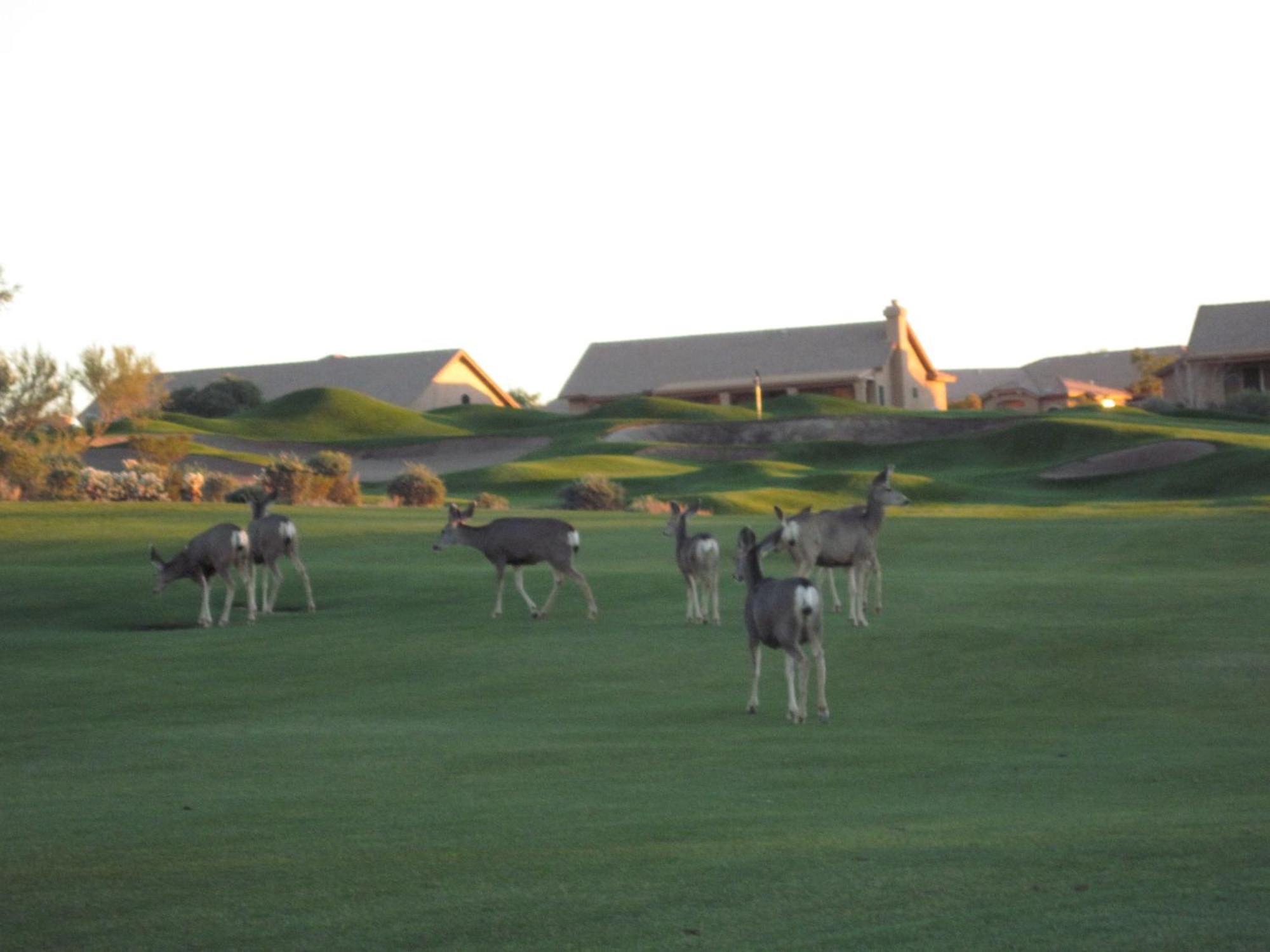 Gold Canyon Golf Resort Δωμάτιο φωτογραφία